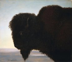 Buffalo Head by Albert Bierstadt