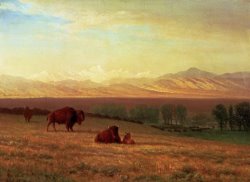 Buffalo on The Plains by Albert Bierstadt