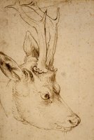Head of a Roebuck by Albrecht Durer