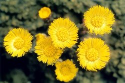 Common Coltsfoot by American School