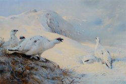 Ptarmigan Calling in The Snow by Archibald Thorburn