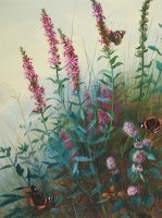 Purple Loosestrife And Watermind by Archibald Thorburn