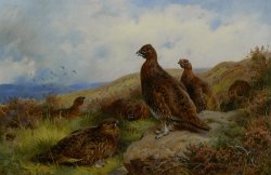 Red Grouse Packing by Archibald Thorburn