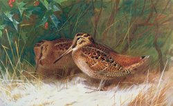 Woodcock in the Undergrowth by Archibald Thorburn
