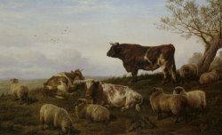 Cattle And Sheep Resting by Charles Jones