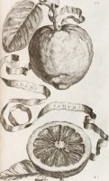 Adam's Apple by Cornelis Bloemaert