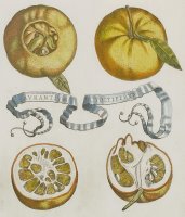 Oranges by Cornelis Bloemaert