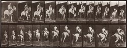 Animal Locomotion, Plate 646 by Eadweard J. Muybridge