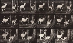 Animal Locomotion, Plate 686 by Eadweard J. Muybridge