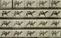 Camel by Eadweard Muybridge