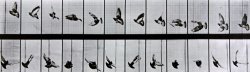 Flying Bird by Eadweard Muybridge