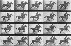 Galloping Horse by Eadweard Muybridge