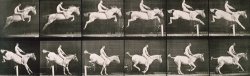 Man And Horse Jumping A Fence by Eadweard Muybridge