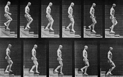 Man Descending Stairs by Eadweard Muybridge