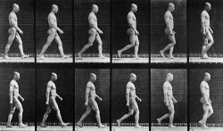 Man Walking by Eadweard Muybridge