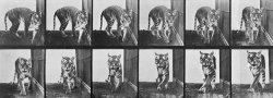 Tiger Pacing by Eadweard Muybridge