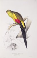 Black Tailed Parakeet by Edward Lear