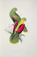 Crimson Winged Parakeet by Edward Lear