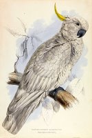 Plyctolophus Galeritus. Greater Sulphur Crested Cockatoo. by Edward Lear