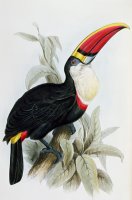Red-billed Toucan by Edward Lear