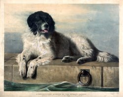A Distinguished Member of The Humane Society by Edwin Landseer