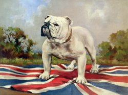 British Bulldog by English School