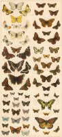 British Butterflies by English School