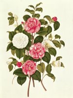Camellia by English School