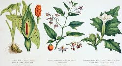 Common Poisonous Plants by English School