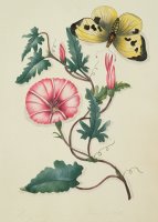 Convolvulus With Yellow Butterfly by English School