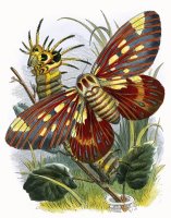 The Butterfly Vivarium by English School
