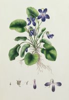Violets by English School