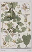 Botanical Diagram of Bind Weed by Eugene Grasset