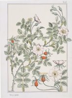 Botanical Diagram of Wild Rose by Eugene Grasset