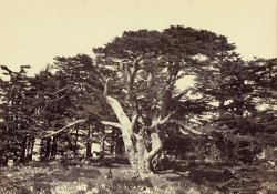 The Largest of The Cedars, Mount Lebanon by Francis Frith