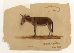 A Donkey, Baranquilla, Columbia by Frederic Edwin Church