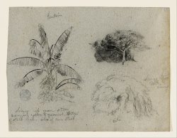 Botanical Sketches, South America by Frederic Edwin Church