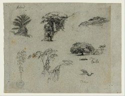Sketches From South America. Botanical Sketches. Flying Crane. by Frederic Edwin Church