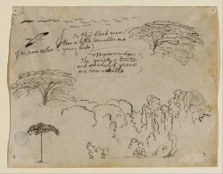 Sketches From South America, Probably From Colombia. Birds, Trees. As in 134. by Frederic Edwin Church