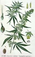 Cannabis by French School
