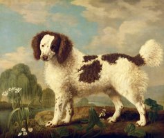  Brown and White Norfolk or Water Spaniel by George Stubbs
