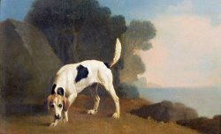 Foxhound on the Scent by George Stubbs