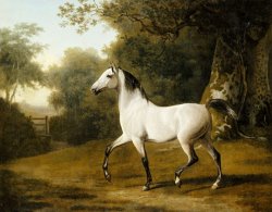 A Grey Arab Stallion in a Wooded Landscape by Jacques-Laurent Agasse