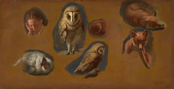 Studies of a Fox, a Barn Owl, a Peahen, And The Head of a Young Man by Jacques-Laurent Agasse
