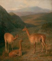 Vicunas by Jacques-Laurent Agasse