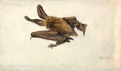A Bat by James Ward