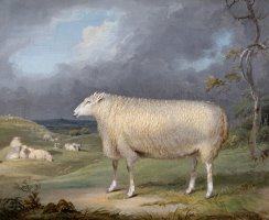 A Border Leicester Ewe by James Ward