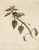 A Foliated Branch by James Ward