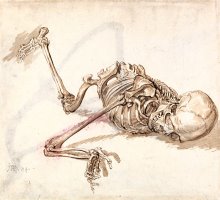 A Human Skeleton 2 by James Ward