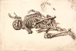 A Human Skeleton by James Ward